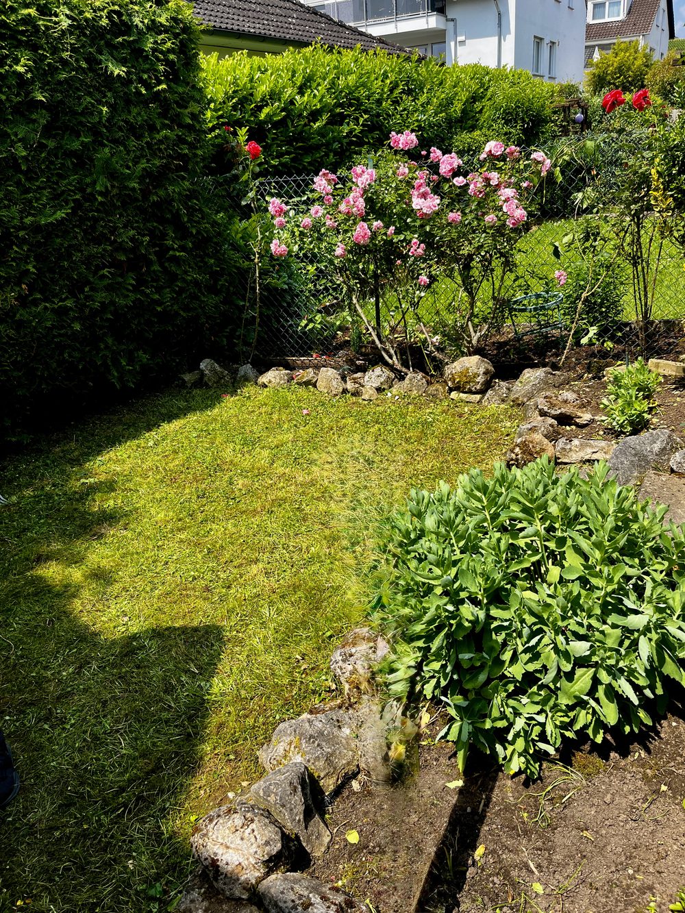 Gepflegter Garten mit gemähtem Rasen und Rosenbeet nach der Pflege durch EMS