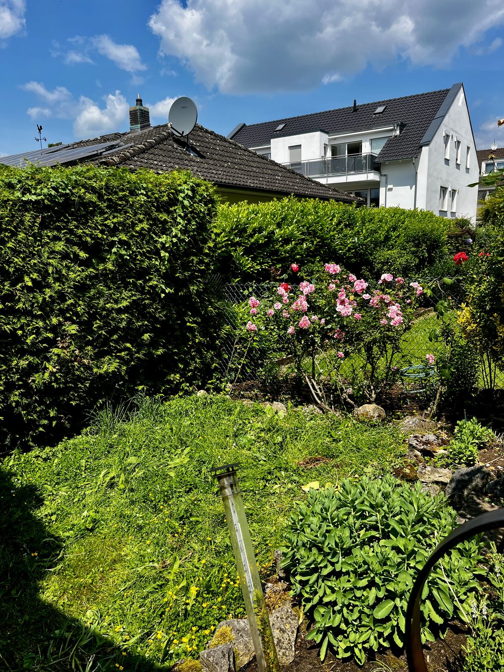 Verwilderter Garten mit hohem Gras vor der Pflege durch EMS