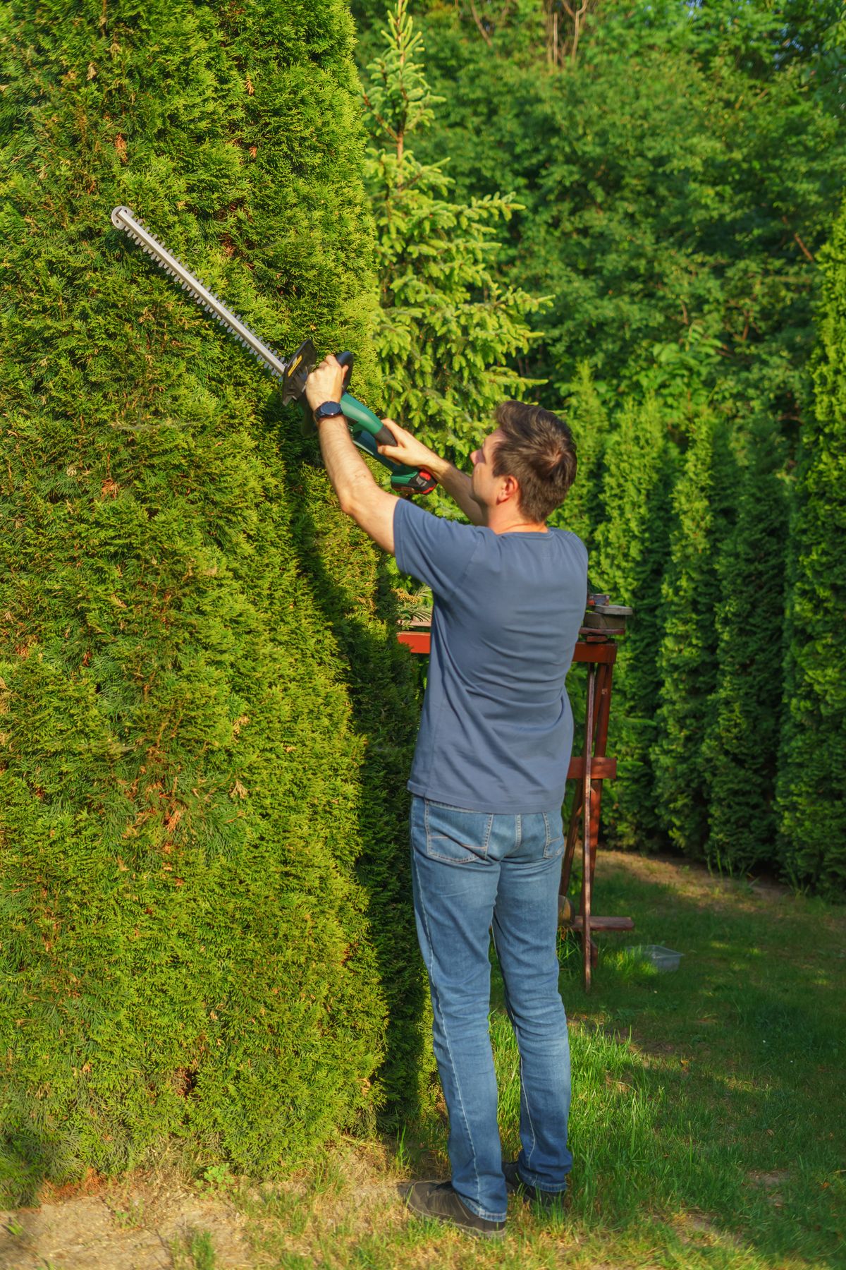Fachmann schneidet eine hohe Hecke mit elektrischer Heckenschere